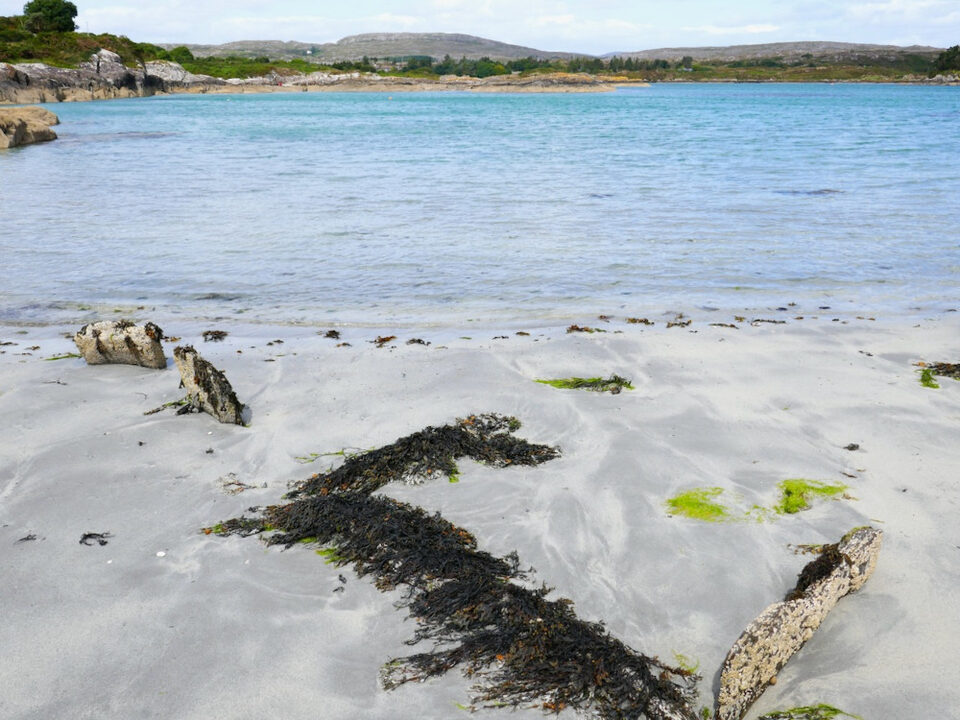 The Ballyrisode fulacht fia at low tide.