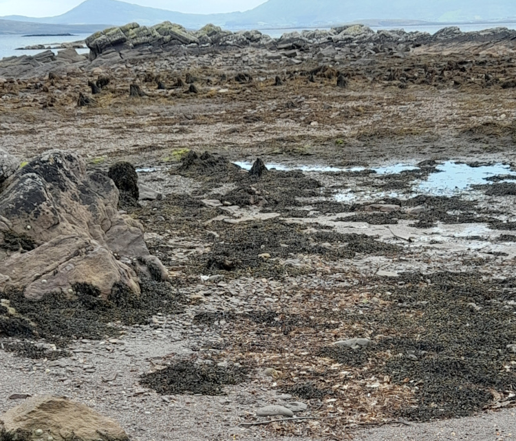 The Bunaneer ancient woodland exposed at low tide.