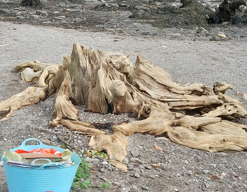 A large pine stump high up on Bunaneer beach