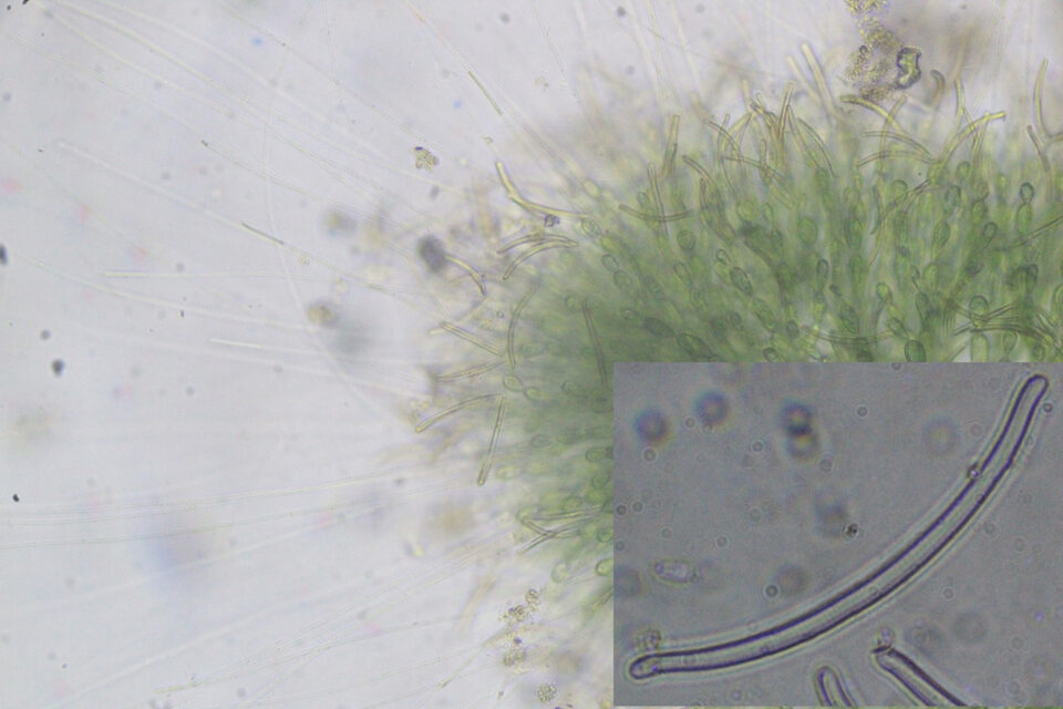 Eunotia on Paludicola