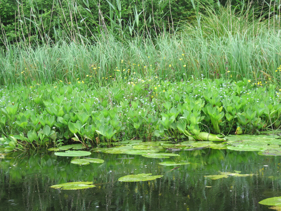 Fig 1 - Surveying the lake margin flora