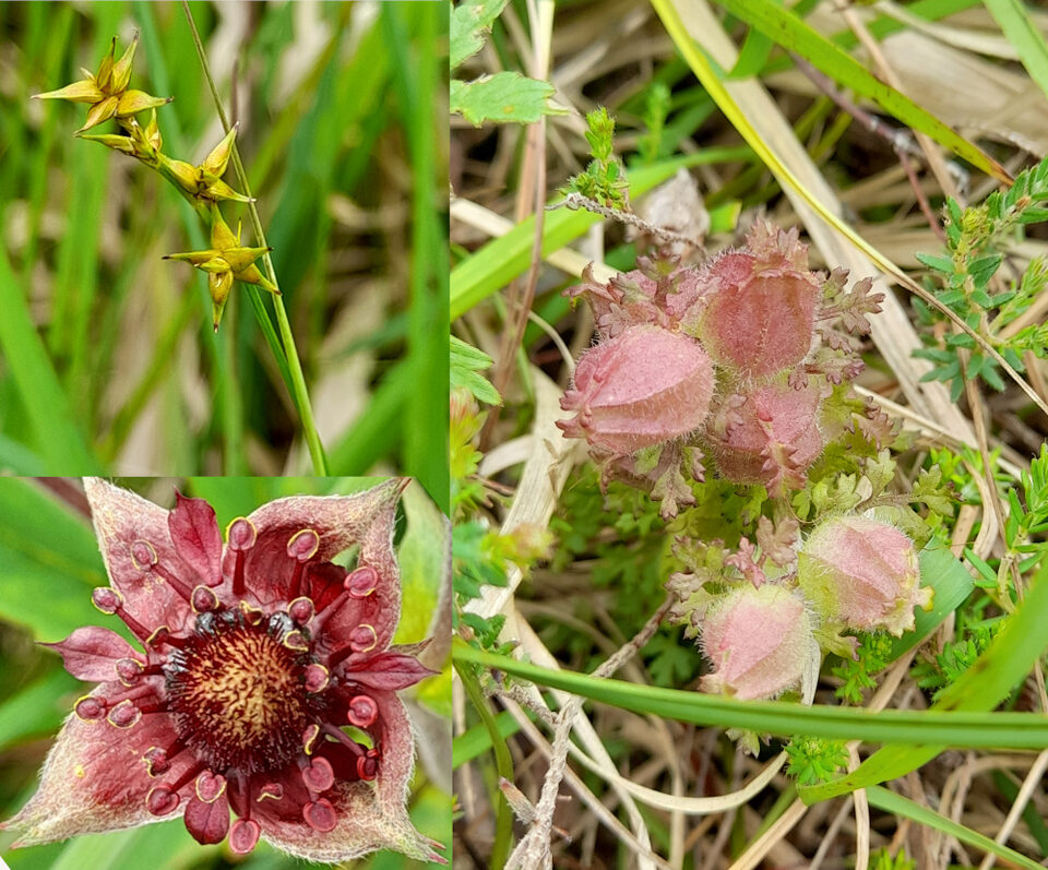 Small selection of special plants