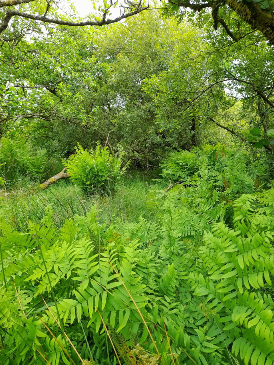 Wet Willow Woodland with Royal Ferns