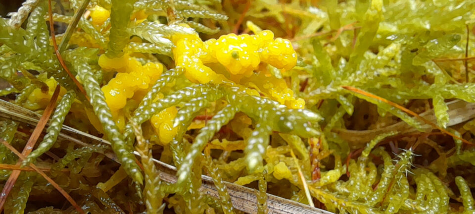 A closer view of Fuligo septica