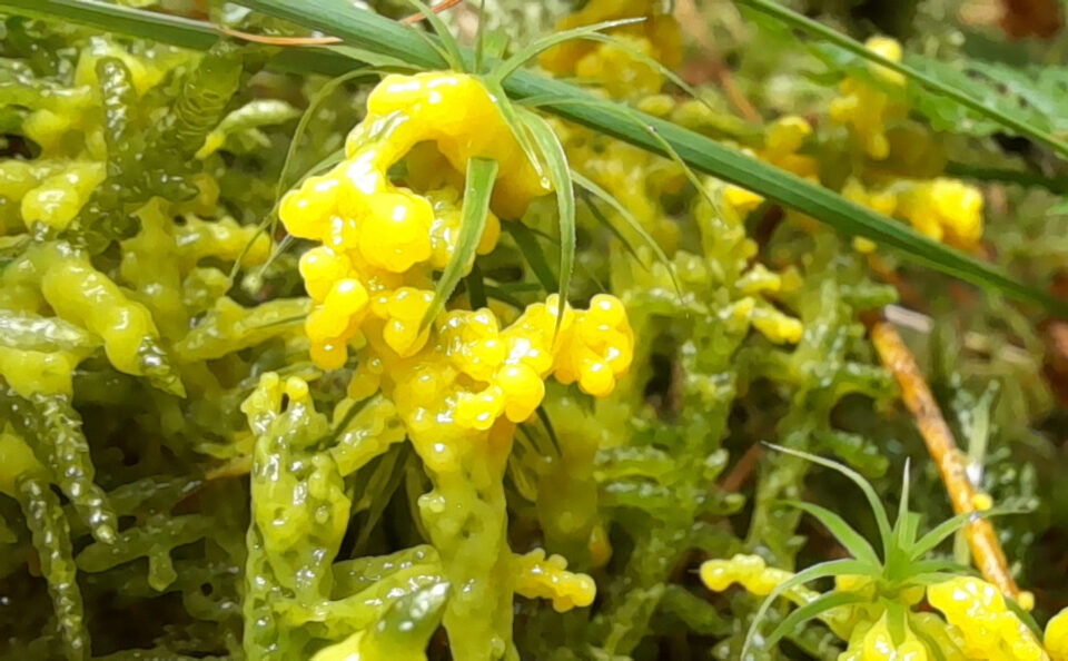 A closer view of Fuligo septica