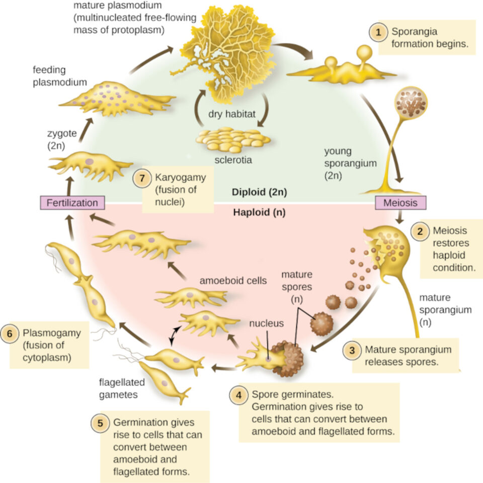Plasmodial Slime Mould life cycle