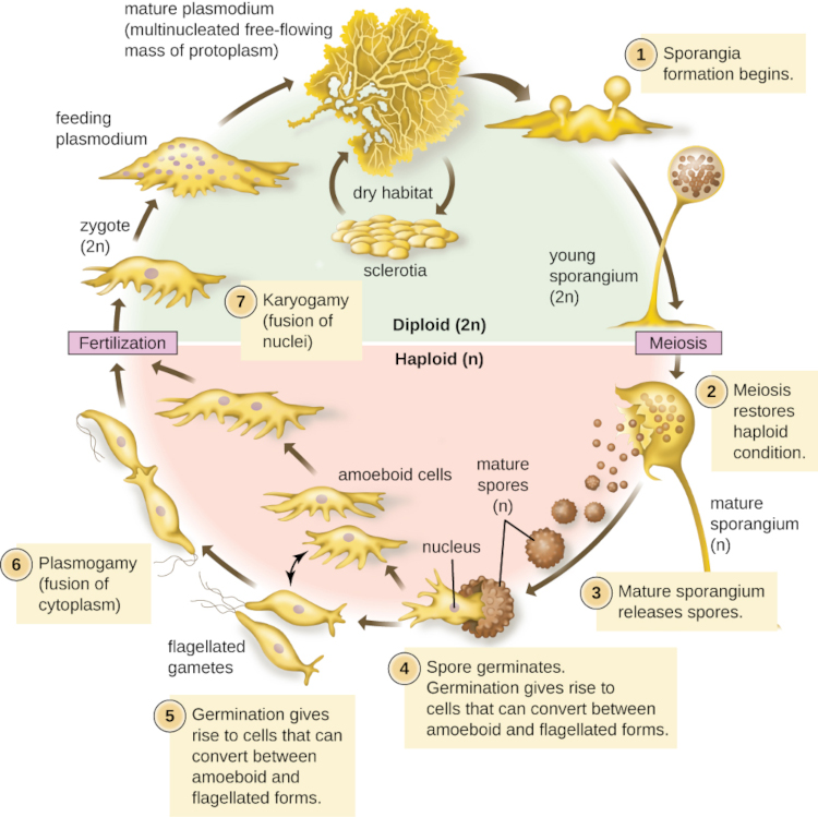 Plasmodial Slime Mould life cycle