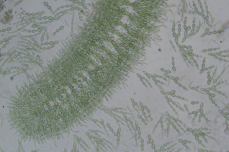 Paludicola turfosa