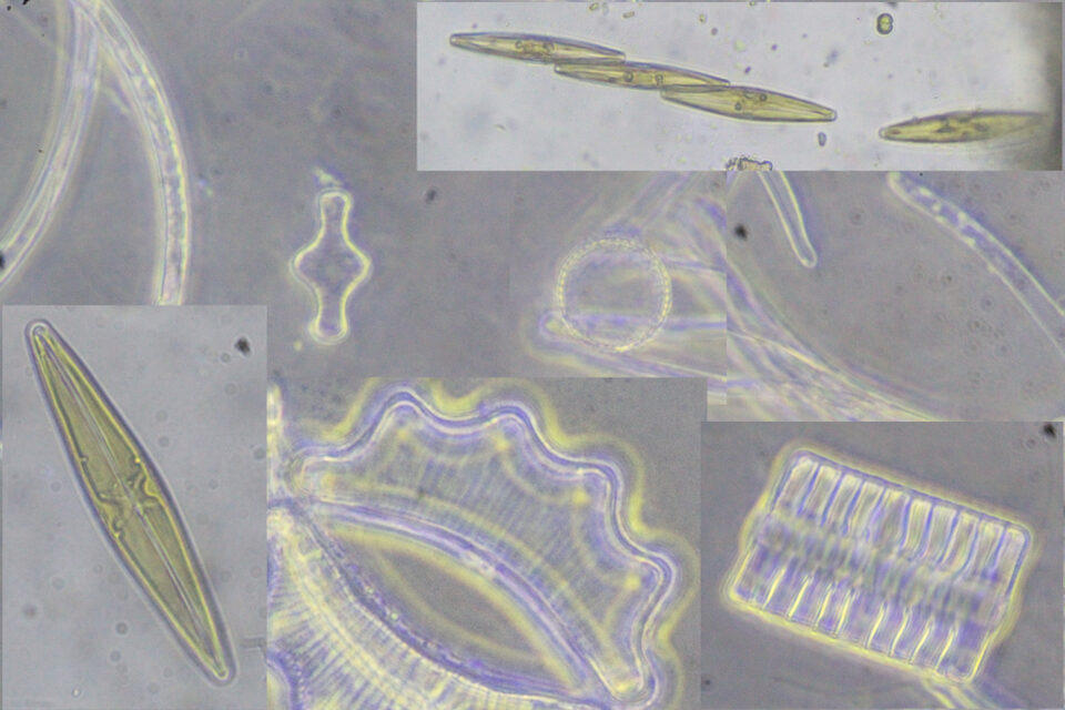 Planktonic Diatoms amongst Paludicola
