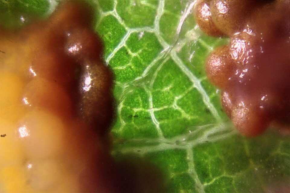 Ripening Fuligo septica