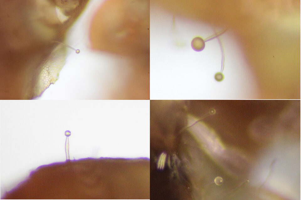 Fuligo septica spore bodies