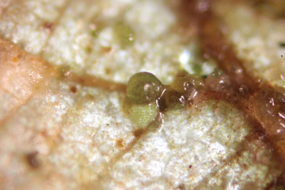 Ripe Fuligo septica spore body