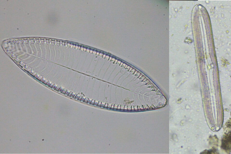 Surirella and Pinnularia