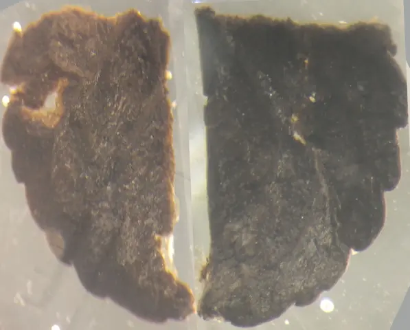 A Betula leaf from 496cm depth