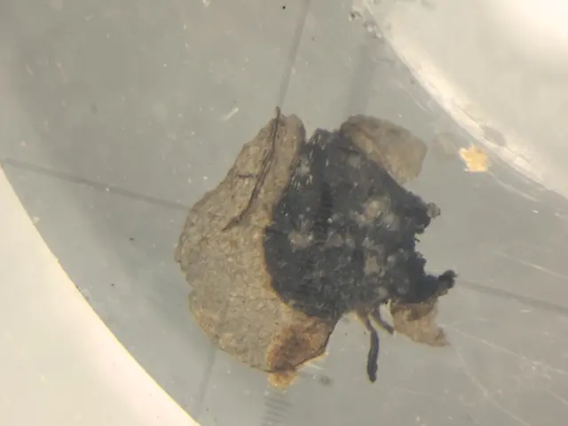 A Betula seed from 531cm depth