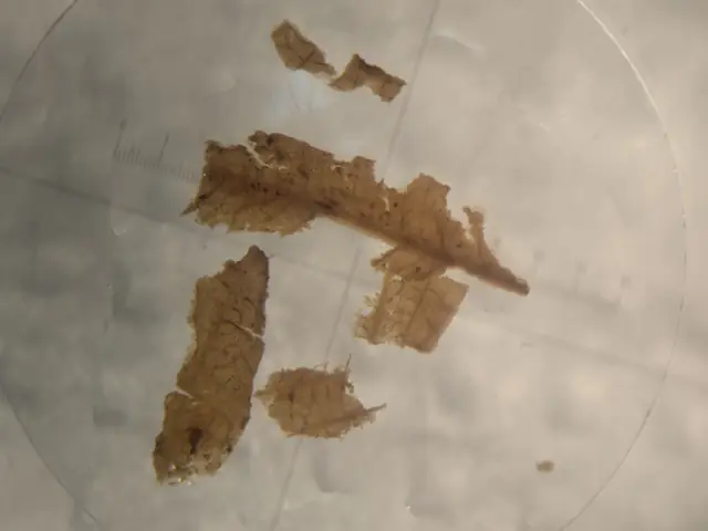 Leaf fragments from 452cm depth