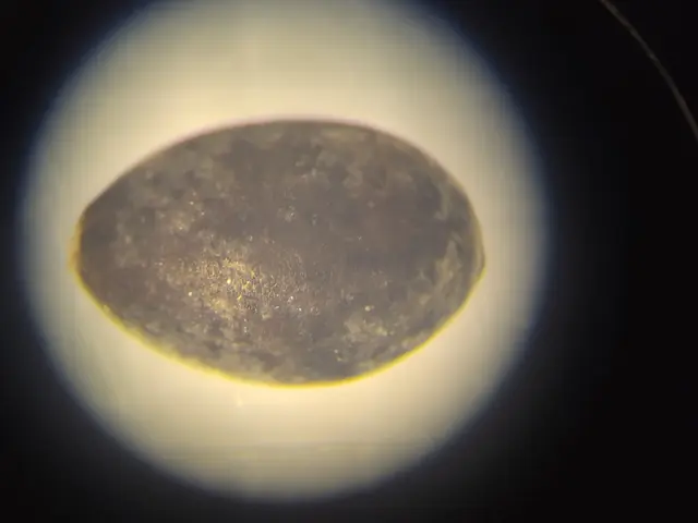 A Nymphae fruit from 458cm depth