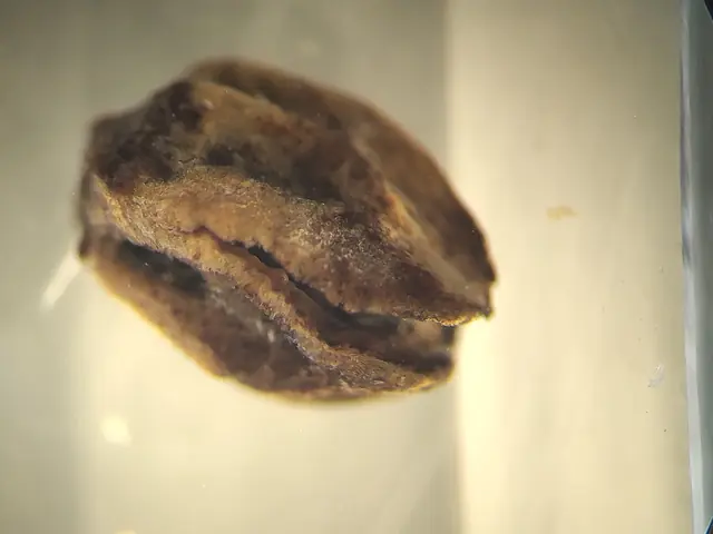 A Rumex seed from 529cm depth