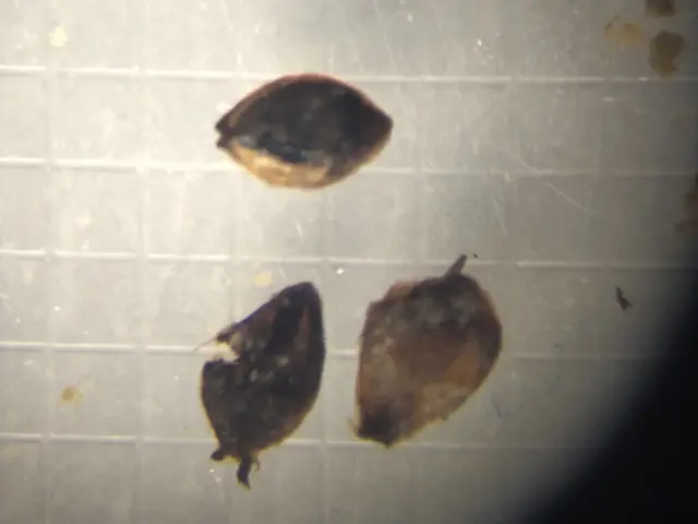 A group of three Betula seeds from 529cm depth
