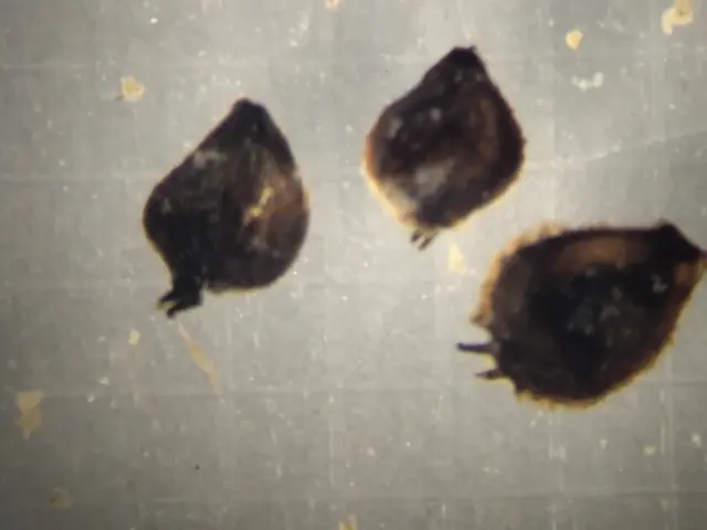 A second group of Betula seeds from 529cm depth