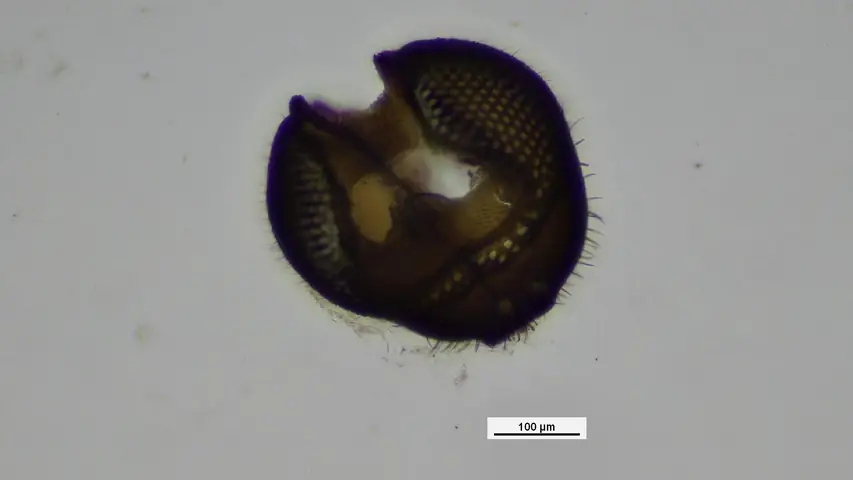 The discarded head case - presumably shed - of a small insect.